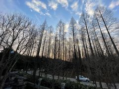 -黄海国家森林公园