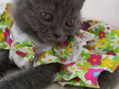 -纳吉亚猫专科动物医院博雅分院