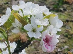 -树山生态村