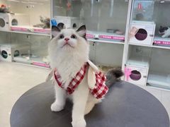 -lincat·猫舍(广州店)