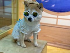 -柴源莊·柴小宠柴犬咖啡