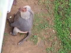 -西霞口神雕山野生动物世界