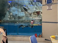 -帝企鹅自助餐厅•儿童岛•真企鹅(长隆企鹅酒店)