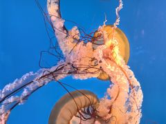 -太平洋海底世界