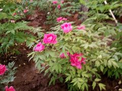 -洛阳郁金香牡丹园