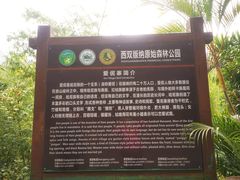 -西双版纳原始森林公园