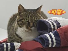 -西班牙语王国