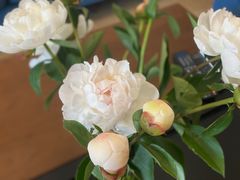 -双季花艺园艺市场(浦东店)