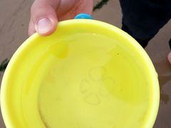 -翡翠岛