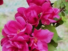 -海棠花溪(元大都城垣遗址公园)