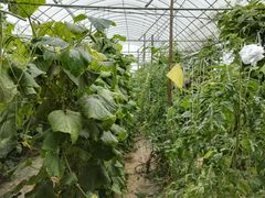 -庞各庄翠芳园西瓜蔬菜基地采摘园
