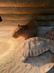 -Zoolung Zoolung动物主题公园(海信广场店)