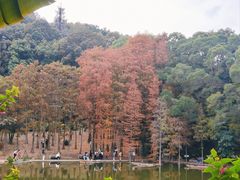 -深圳仙湖植物园