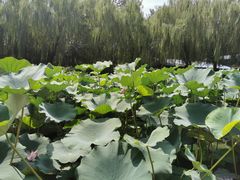 -团结湖公园