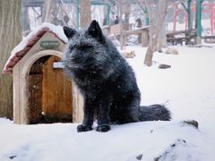 -宫城藏王狐狸村