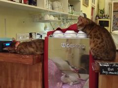 -猫色咖啡·猫咖