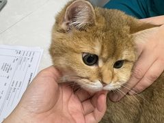 -中农国际动物医院24小时·猫科·骨科·急重症中心