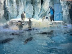 -帝企鹅自助餐厅•儿童岛•真企鹅(长隆企鹅酒店)