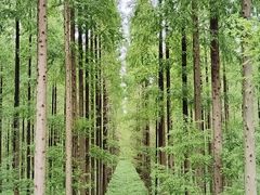 -黄海国家森林公园