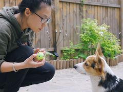 -多乐狗狗宠物训练工作室