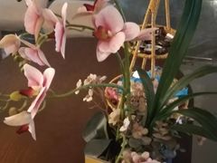 -施奈儿.洗头頭療.按摩SPA.采耳(上梅林店)