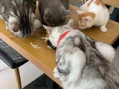-平行世界·猫咖(首经贸店)