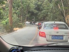 -东莞市大岭山森林公园