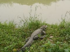 -中国扬子鳄村