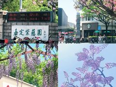 -嘉定紫藤园