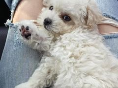 -翊宠yipet猫狗购宠庄园犬舍•猫舍