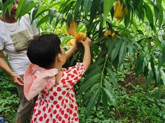 -南汇新场正宗水蜜桃采摘