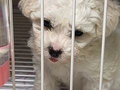 -翊宠yipet猫狗购宠庄园犬舍•猫舍