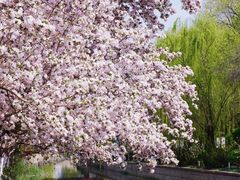 -海棠花溪(元大都城垣遗址公园)