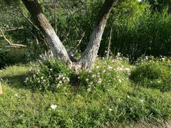 -花溪公园