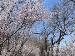 -桃花堤公园