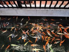 -龙悦湾酒家·八阵鱼生·渔人码头店