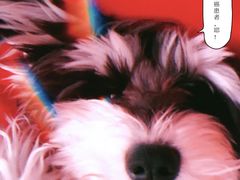 -多卡布奇宠物生活馆(上林世家店)