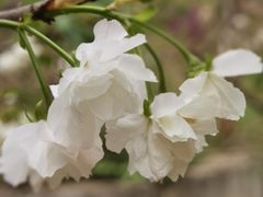 -天适樱花悠乐园