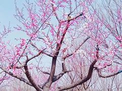 -龙凤禧毛肚火锅(阳光舜城店)