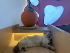 -喵园·猫主题咖啡厅·撸猫·猫咖(国贸店)