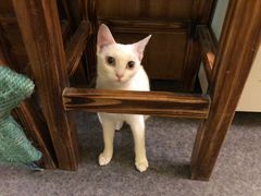 -猫色咖啡·猫咖