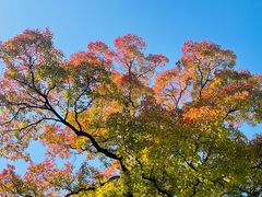 -上海市嘉定区中医医院