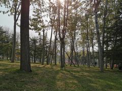 -大兴滨河森林公园