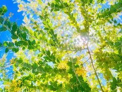 -上海安亭别墅花园酒店