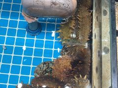 -渔码头食府·20年蓬莱老字号(登州路店)
