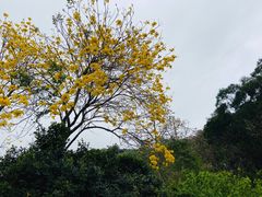 -云溪植物园