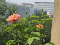 -盒马鲜生(大成店)