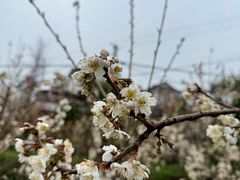 -樱桃山旅游景区