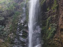 -莫里热带雨林景区