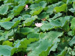 -深圳仙湖植物园